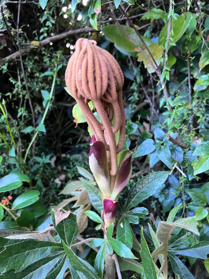 Mirador Bosque Gran Torino Neusa Cogua Kültér fotó
